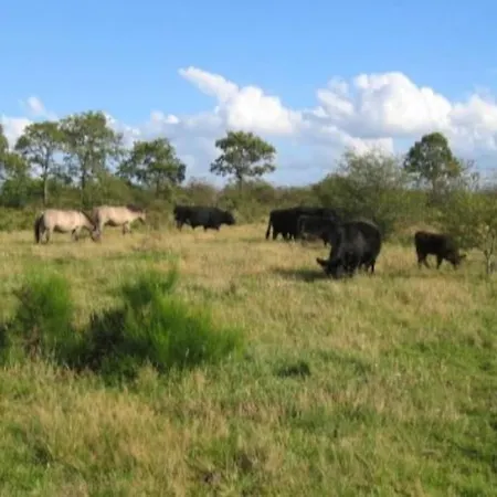 Gruene Linie Mit Balkon-parken-wallbox-tv-koni Apartmán Flensburg